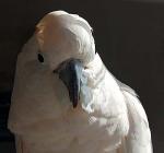 Jodie the Moluccan Cockatoo. Jodie the Moluccan Cockatoo.