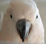 Mugshot! Mugshot!