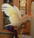 Jodie showing off her eagle pose. Jodie showing off her eagle pose.