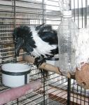 Wet and fluffy bath bird! Wet and fluffy bath bird!