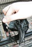 Wet crow. Wet crow.