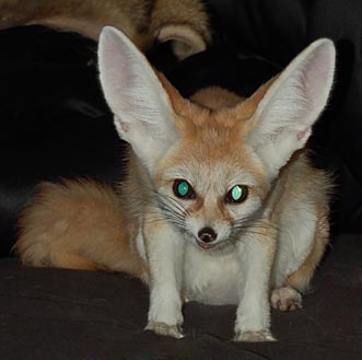 fox