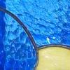 Macaw Window Closeup
