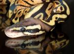 Female Pastel Ball Python, D-O-B 7/11/07