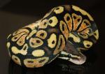 Male Pastel Ball Python, D-O-B 7/10/07 Male Pastel Ball Python, D-O-B 7/10/07