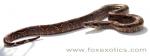100% Het Type II Anerythristic Boa 100% Het Type II Anerythristic Boa
