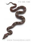100% Het Type II Anerythristic Boa 100% Het Type II Anerythristic Boa
