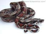 FZ-08-107 100% Type II Anerythristic boa. FZ-08-107 100% Type II Anerythristic boa.
