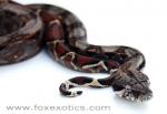 FZ-08-107 100% Type II Anerythristic boa. FZ-08-107 100% Type II Anerythristic boa.