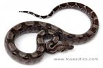 A perfect circleback Type II Anerythristic boa with interesting striping on her neck. A perfect circleback Type II Anerythristic boa with interesting striping on her neck.