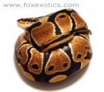 50% Het Clown Ball Python 50% Het Clown Ball Python