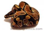 50% Het Clown Ball Python 50% Het Clown Ball Python