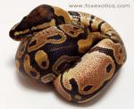 50% Het Clown Ball Python 50% Het Clown Ball Python