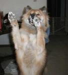 Shiba dances! Shiba dances!