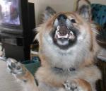 Shiba dances! Shiba dances!