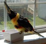 Tikka takes a bath on the windowsill. Shake shake shake!