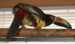 Tikka poses on Zen's cage top.