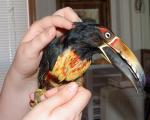 Tikka enjoys a quick scratch.