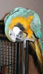 Ara on her cage. Ara on her cage.