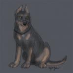Beauceron