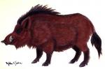 Boar Avatar