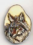 Coyote Tagua