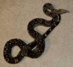 Dante, a type II anerythristic boa. Dante, a type II anerythristic boa.