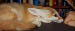 Shiva often flattens her ears and whines to show that she wants to be pet. Shiva often flattens her ears and whines to show that she wants to be pet.