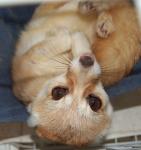 Indra shows just how funny fennec faces really are. Indra shows just how funny fennec faces really are.