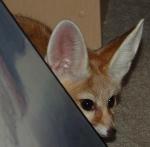 Indra peeks out from behind some artwork. Indra peeks out from behind some artwork.