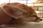 Shiva enjoying a nice headscratch. She loves to be touched! Shiva enjoying a nice headscratch. She loves to be touched!