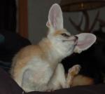 Shiva scratching. Such big ears and such a tiny muzzle! Shiva scratching. Such big ears and such a tiny muzzle!