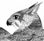 Prarie Falcon Griff