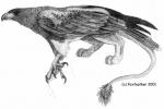 Harris Hawk Griff