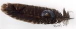 Painted feather
