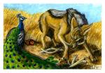 Jackal and Peacock