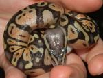 Female Pastel Ball Python, D-O-B 7/11/07, just out of the egg.