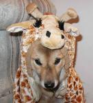 Kimahri's halloween humiliation. Kimahri's halloween humiliation.