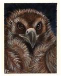Vulture