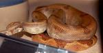 Zayn, a female Sabogae island boa. Zayn, a female Sabogae island boa.