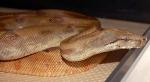 Zayn, a female Sabogae boa. Fully grown she is under 5ft in length. Zayn, a female Sabogae boa. Fully grown she is under 5ft in length.
