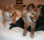 Shifty shibas. Shifty shibas.