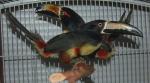 Tails up! Silly toucan sleeping position.