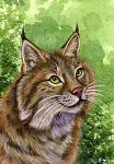 Bobcat