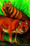 Endangered Ark - Dholes