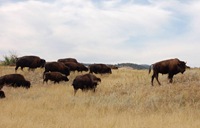 buffalo2