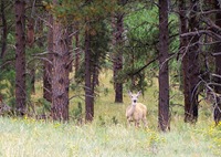 deer