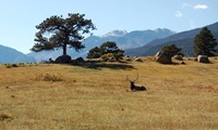 elkrest