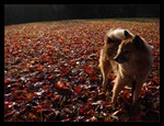 kimahri_leaves