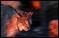 lynx_walking